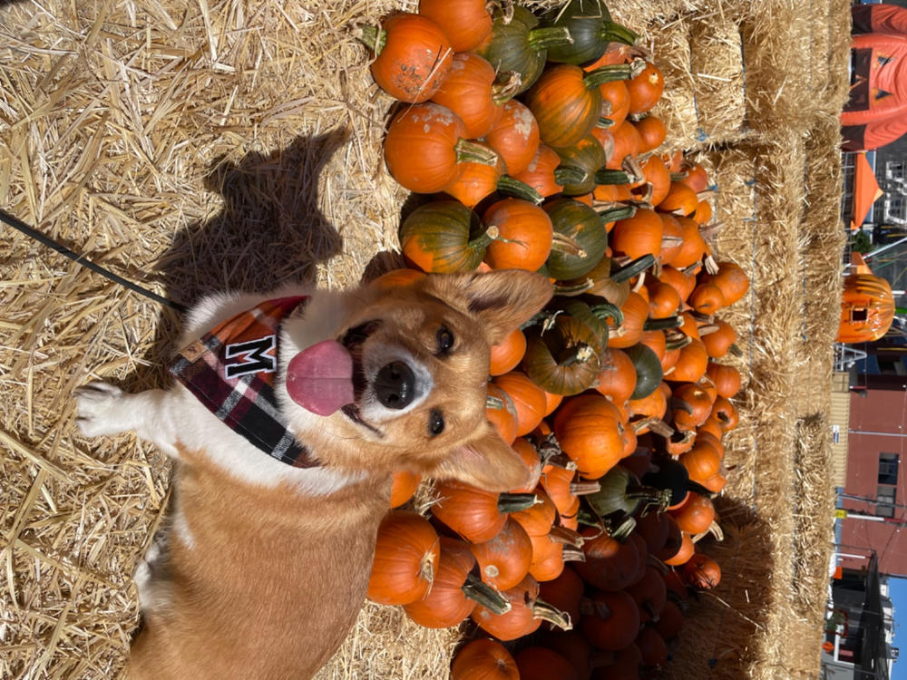 cinnamon spice flannel letterman dog bandana - Customer Photo From Angelina Sophonpanich