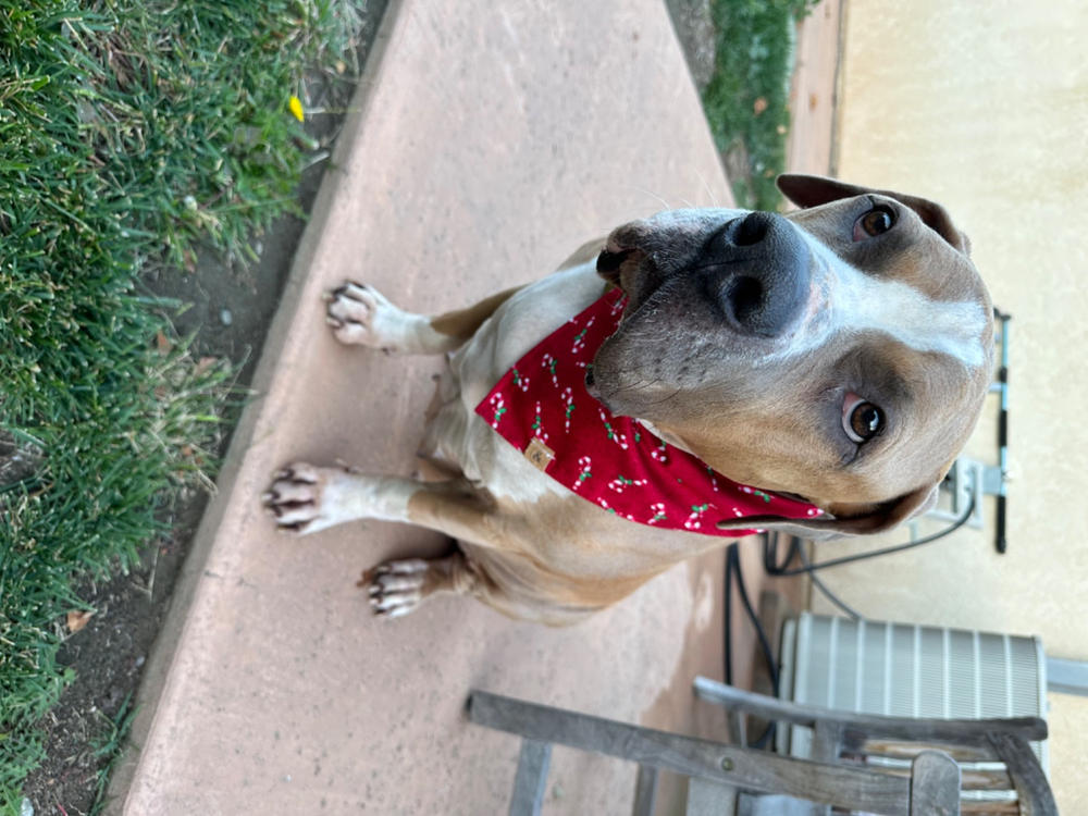 candy cane lane dog bandana - Customer Photo From Kimberly White