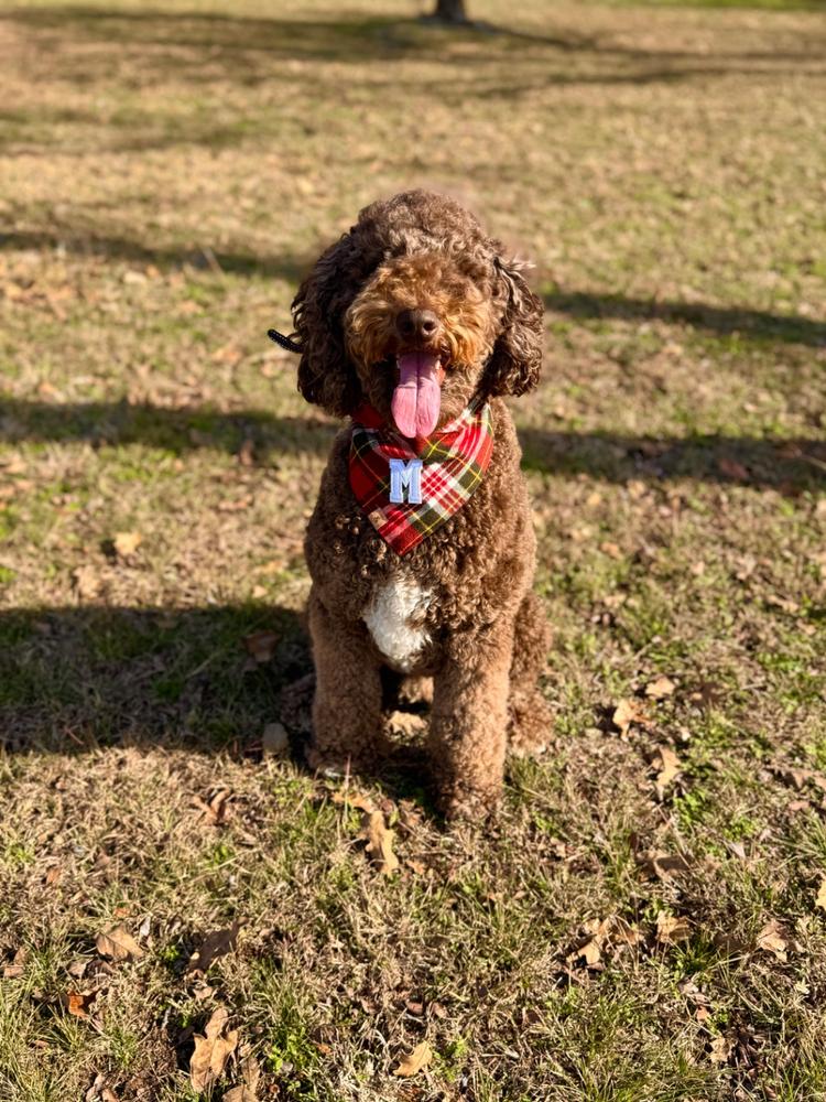 holiday plaid letterman dog bandana - Customer Photo From Sierra Jackson