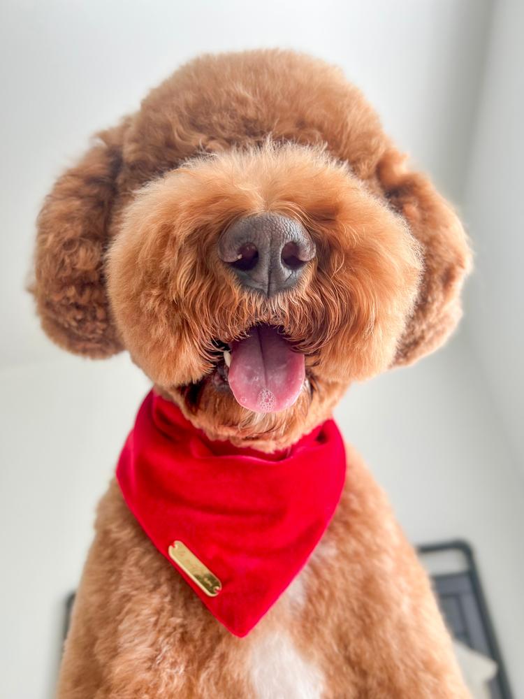 winterberry red velvet dog bandana - Customer Photo From Mayra & Marlie 