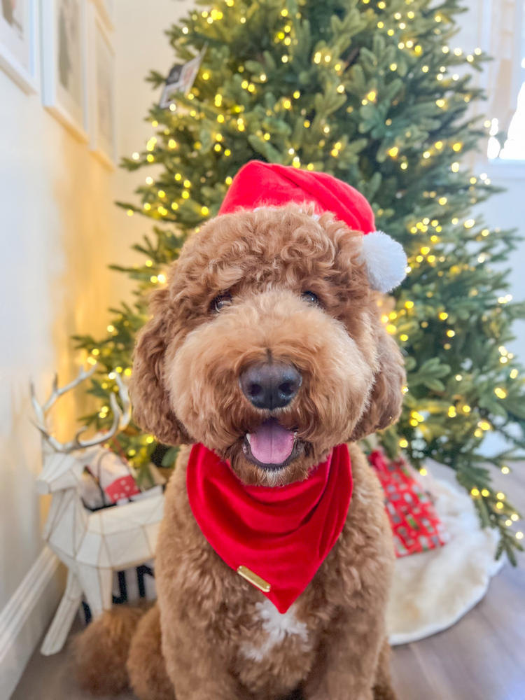 winterberry red velvet dog bandana - Customer Photo From Mayra & Marlie 