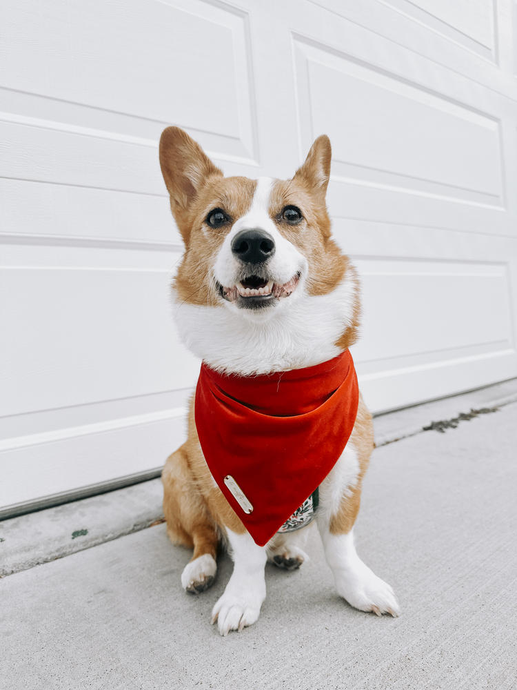 winterberry red velvet dog bandana - Customer Photo From Cheddar & Tori 