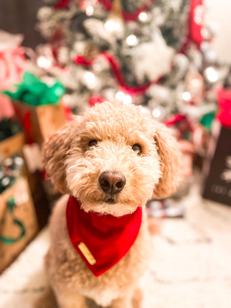 winterberry red velvet dog bandana - Customer Photo From Jacey & Murphy