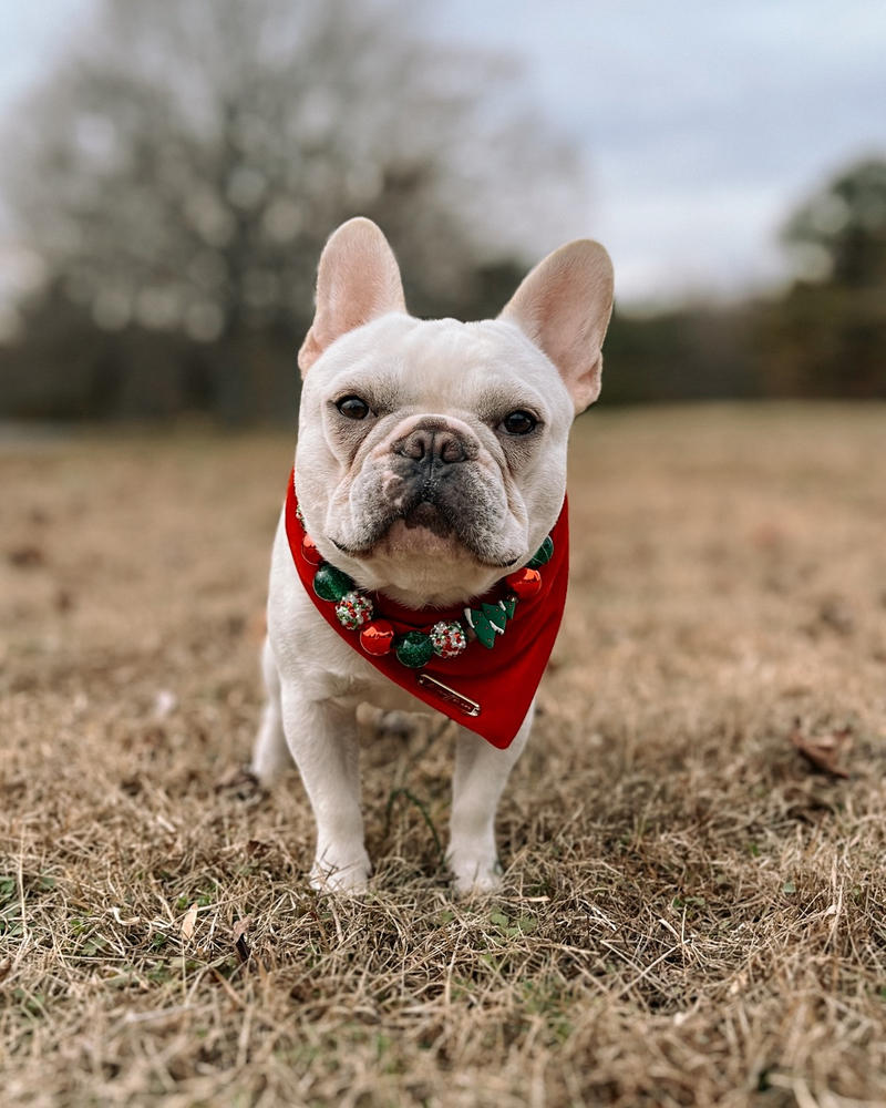 winterberry red velvet dog bandana (pre-orders ships last week of Nov) - Customer Photo From Noah & Aurora