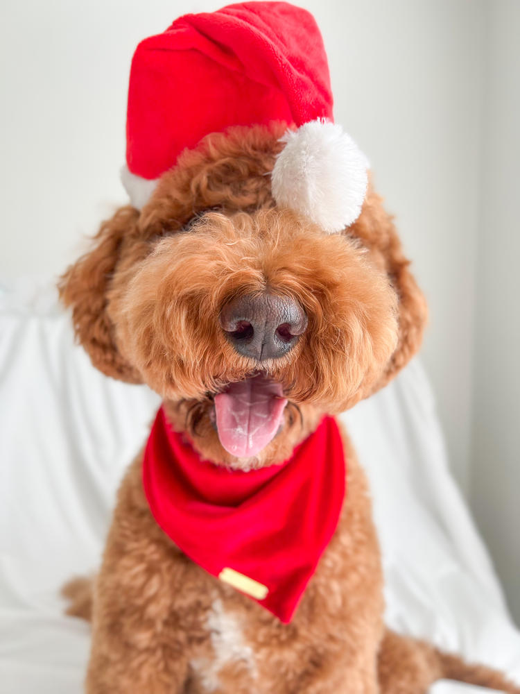 winterberry red velvet dog bandana - Customer Photo From Mayra & Marlie 