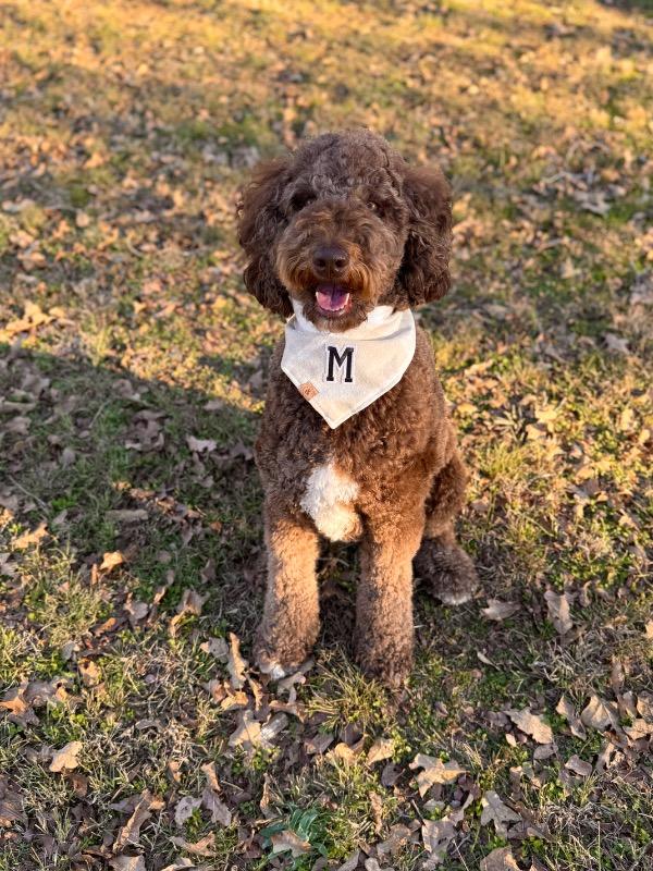 wimborne flannel letterman dog bandana - Customer Photo From Sierra Jackson