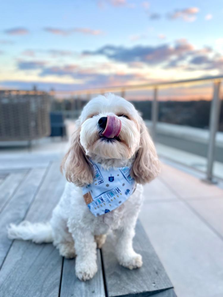 happy hannukah dog bandana - Customer Photo From Rachel