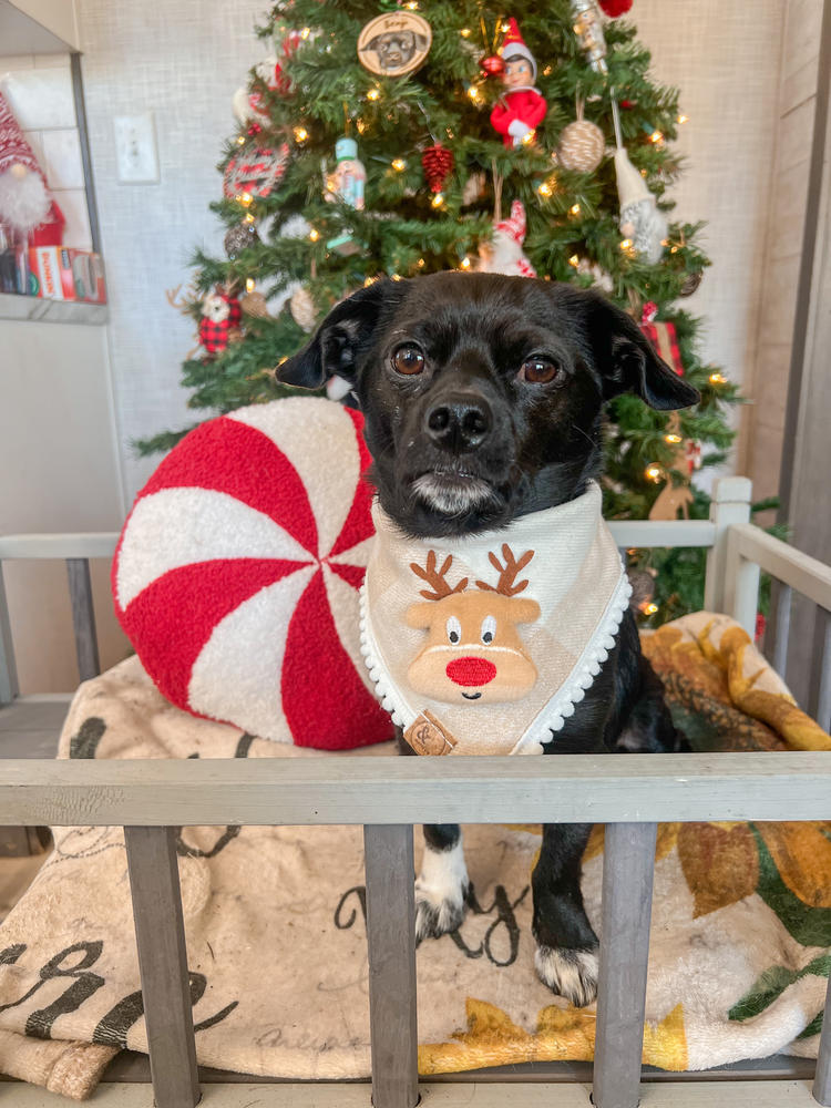 NEW! ugly sweater: reindeer edition dog bandana - Customer Photo From Kaitlan J