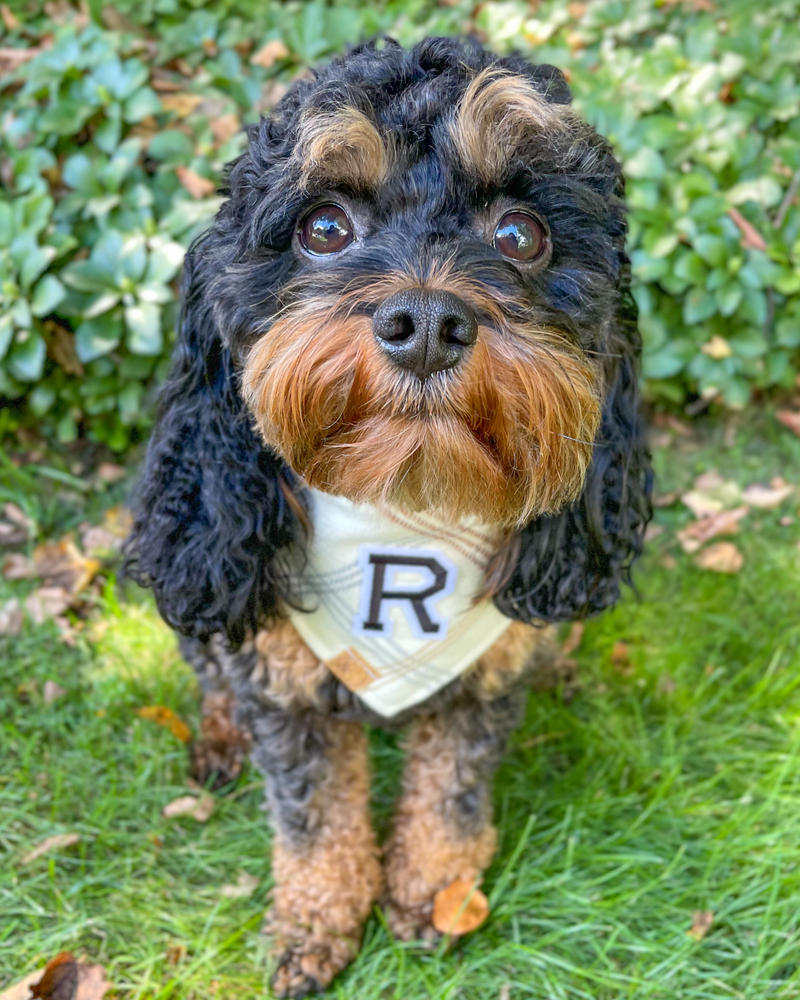 NEW! ugly sweater: reindeer edition dog bandana - Customer Photo From Emily Neff