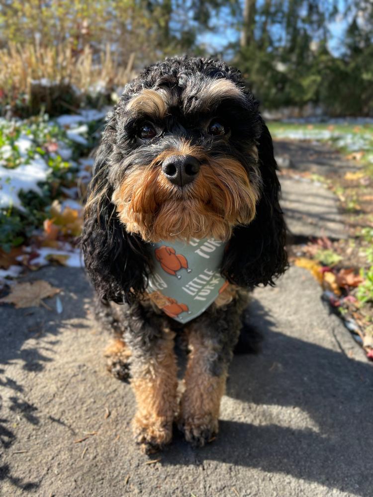 NEW! ugly sweater: reindeer edition dog bandana - Customer Photo From Emily Neff