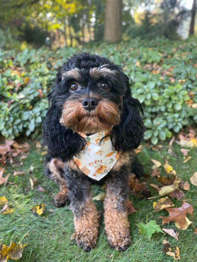 NEW! ugly sweater: reindeer edition dog bandana - Customer Photo From Emily Neff