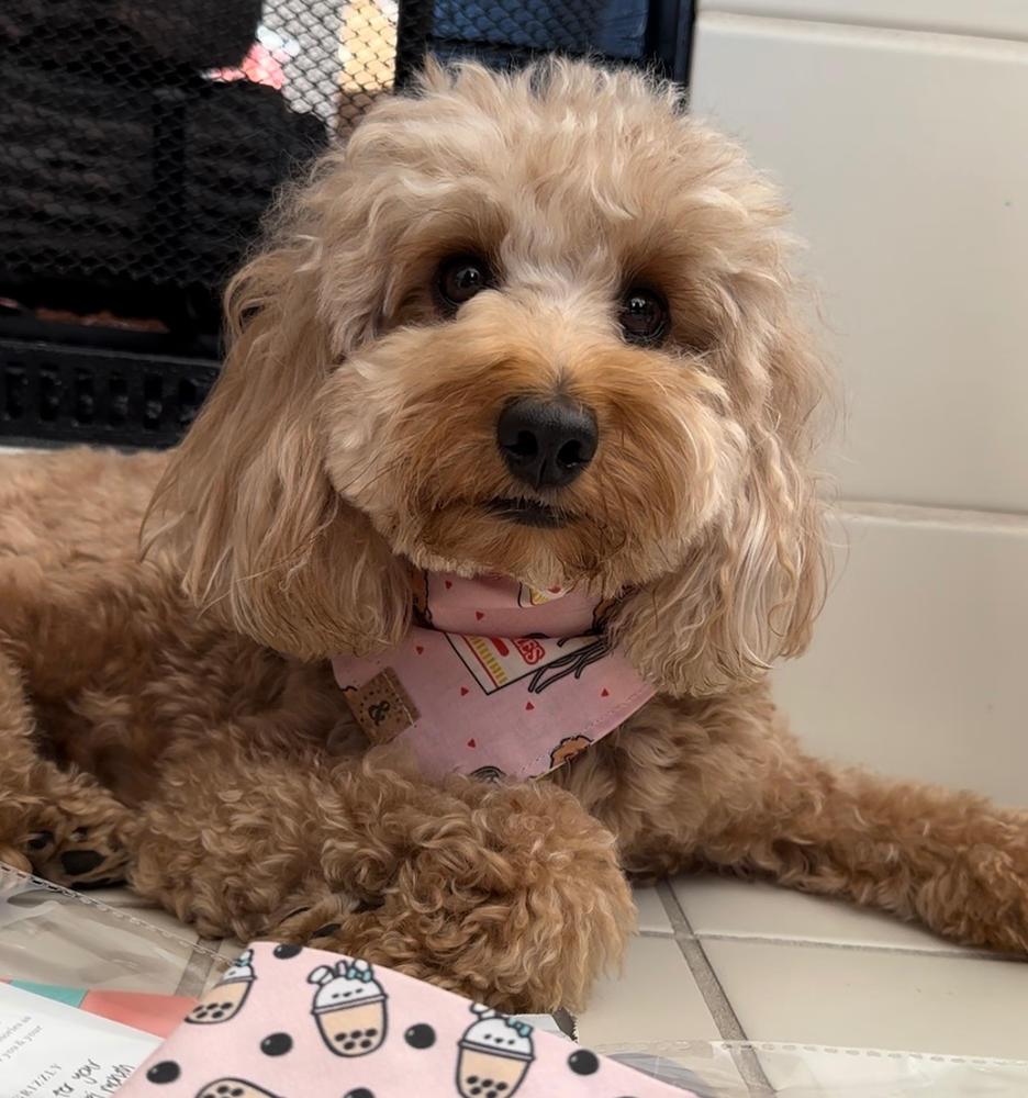 cup doodles (pink) dog bandana - Customer Photo From Alex Forester