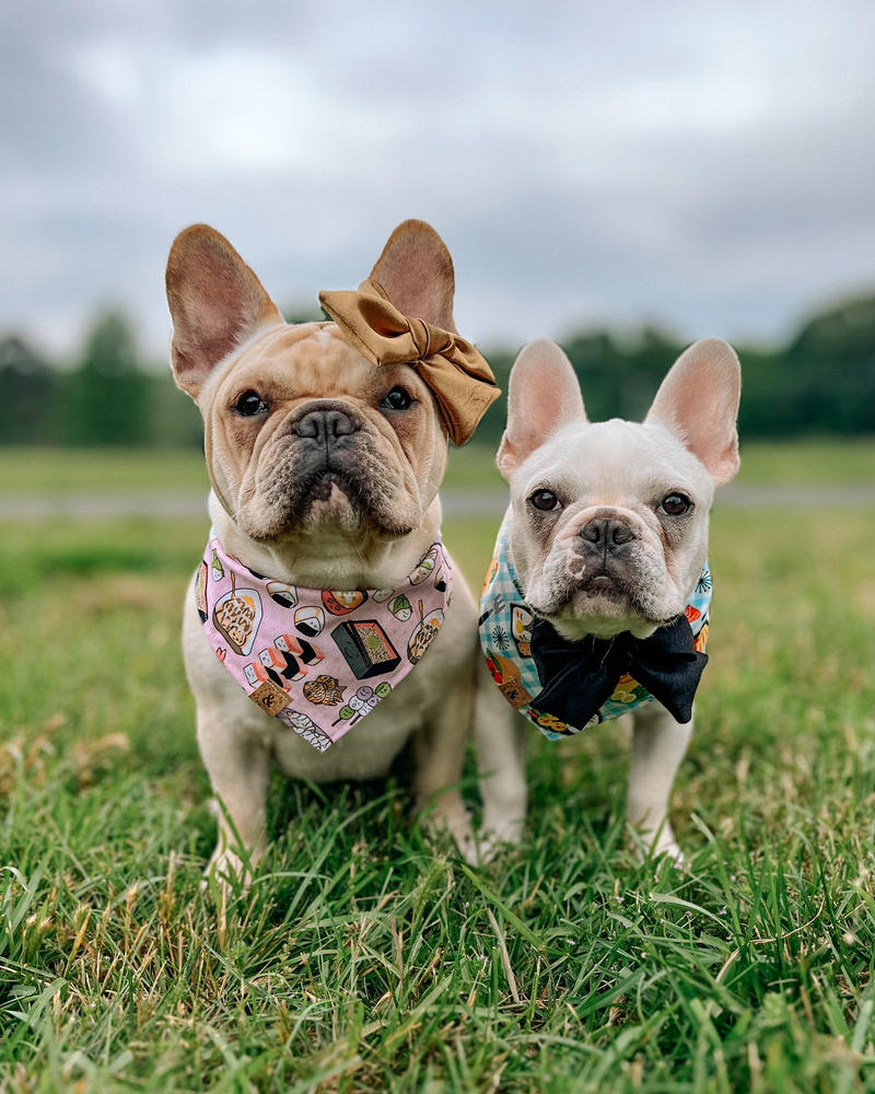 osaka delights dog bandana - Customer Photo From @bostie.and.a.frenchie 