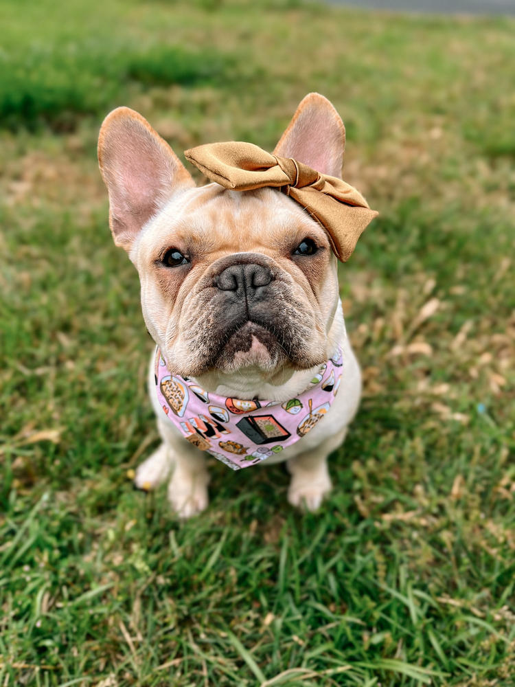 osaka delights dog bandana - Customer Photo From @bostie.and.a.frenchie 