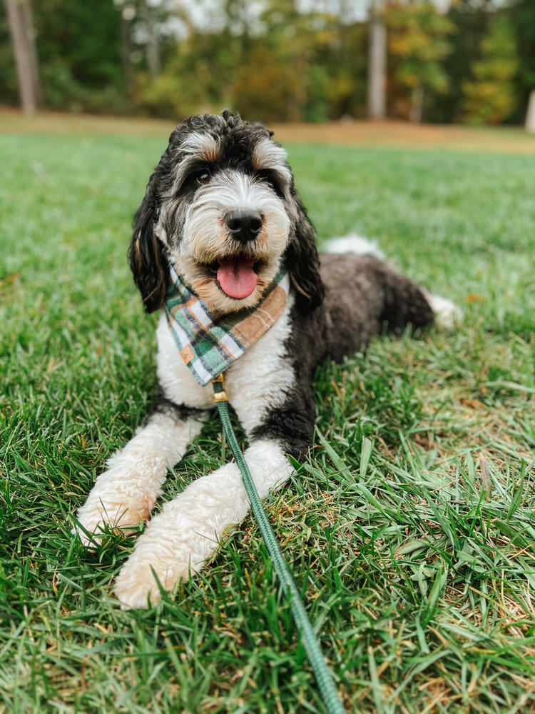 RESTOCKED caramel apple flannel dog bandana - Customer Photo From Kristin & Maisie