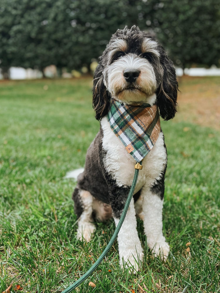 RESTOCKED caramel apple flannel dog bandana - Customer Photo From Kristin & Maisie