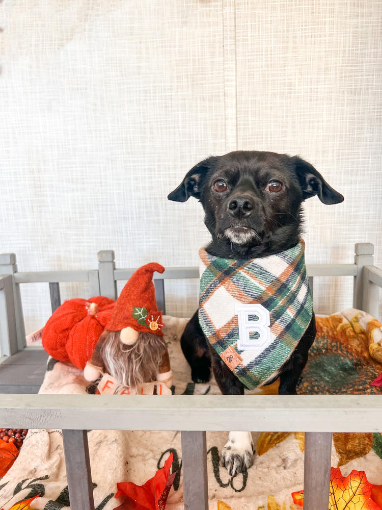 caramel apple flannel letterman dog bandana - Customer Photo From Kaitlan J