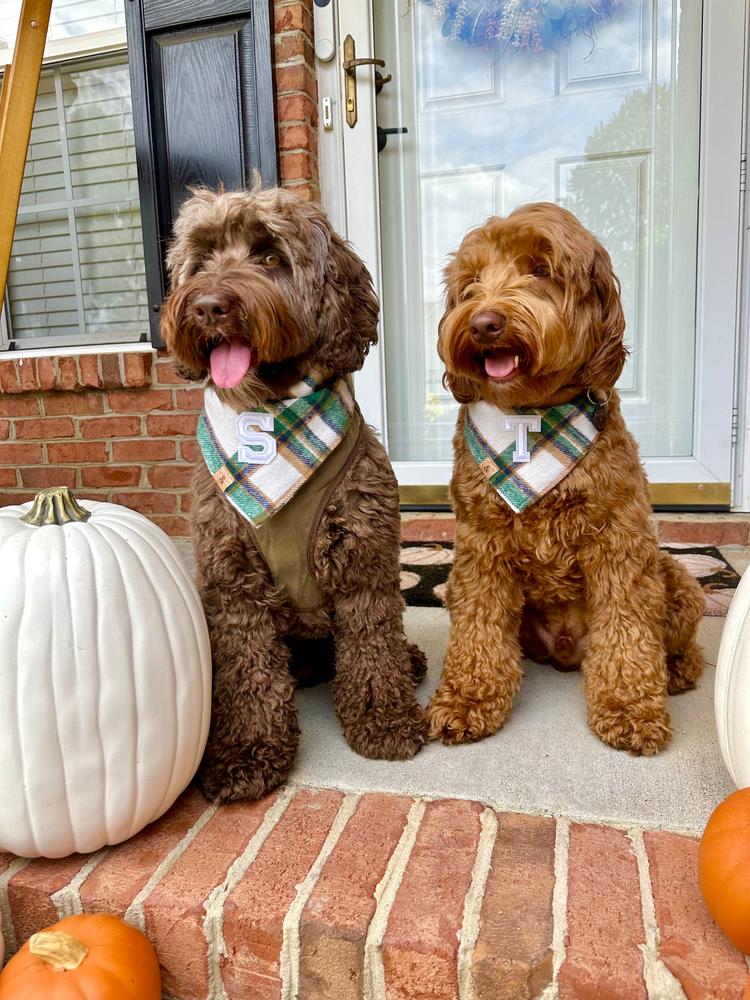 caramel apple flannel letterman dog bandana - Customer Photo From Brenda 