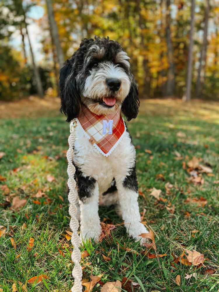 chai latte flannel letterman dog bandana - Customer Photo From Kristin&Maisie