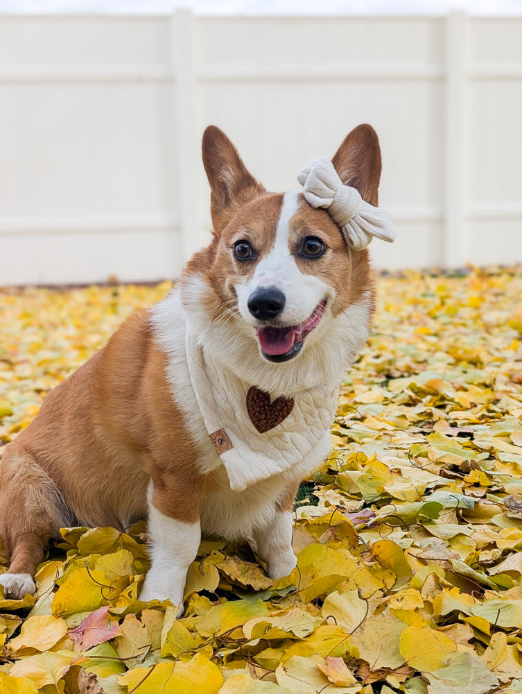 the millie dog bandana - Customer Photo From Cheddar & Tori