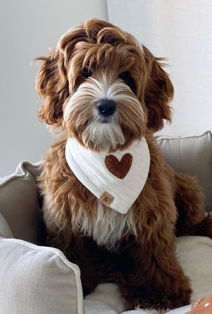 RESTOCKED the millie dog bandana - Customer Photo From Nicole Tiggeler