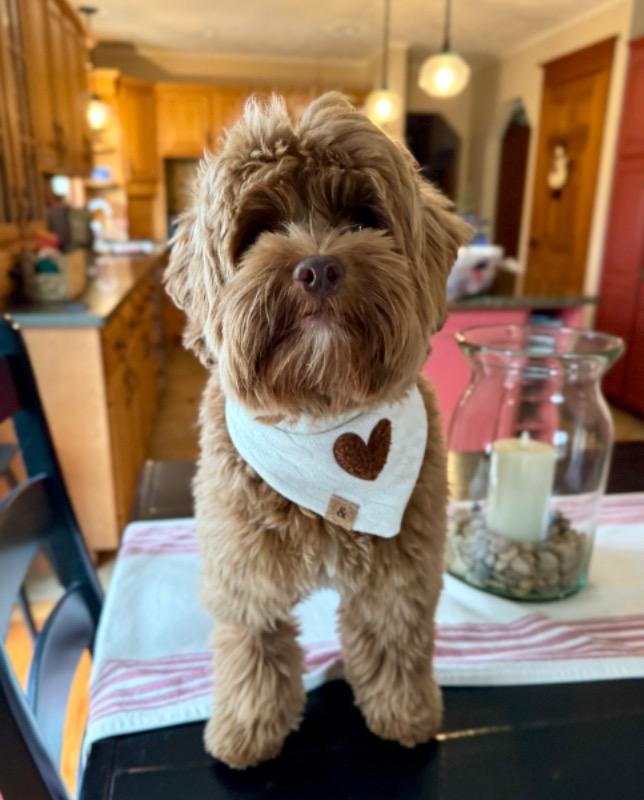 RESTOCKED the millie dog bandana - Customer Photo From Cara Cain