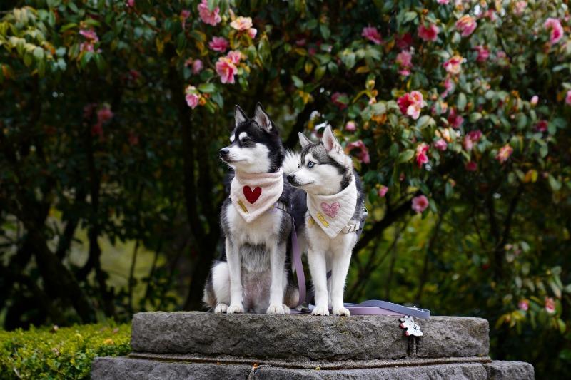 bubblegum love dog bandana - Customer Photo From Joy Chu