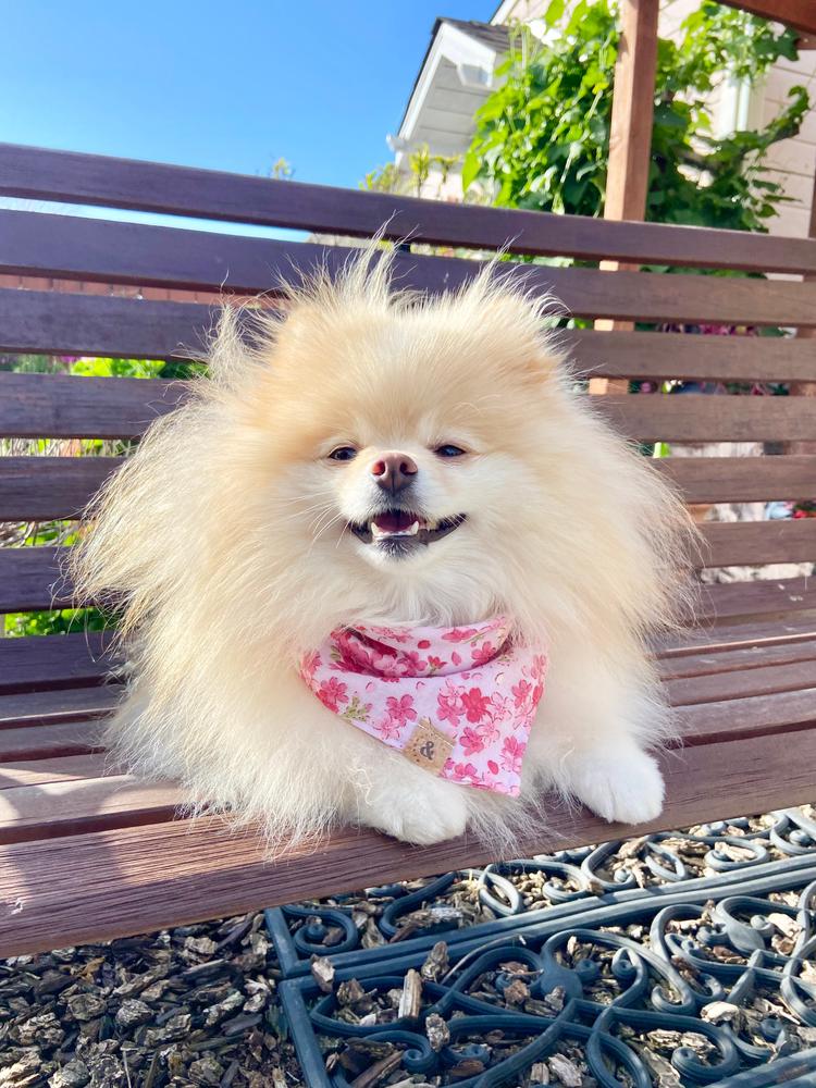 sakura blooms dog bandana - Customer Photo From Salem