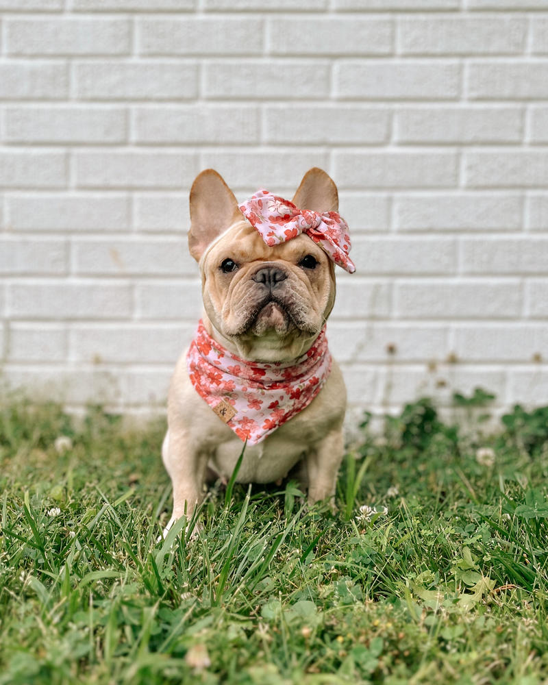 sakura blooms dog bandana - Customer Photo From @bostie.and.a.frenchie 