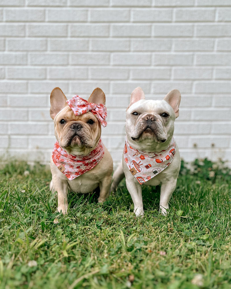 sakura blooms dog bandana - Customer Photo From @bostie.and.a.frenchie 