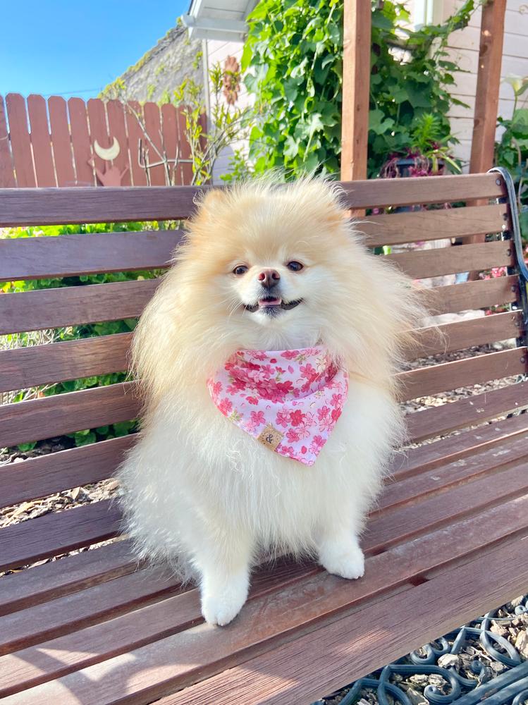 sakura blooms dog bandana - Customer Photo From Salem