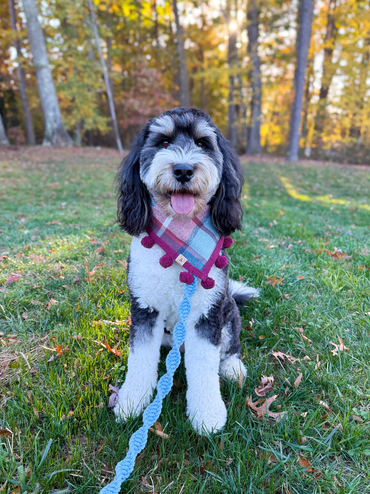 sugar plum flannel dog bandana - Customer Photo From Maisie&Kristin