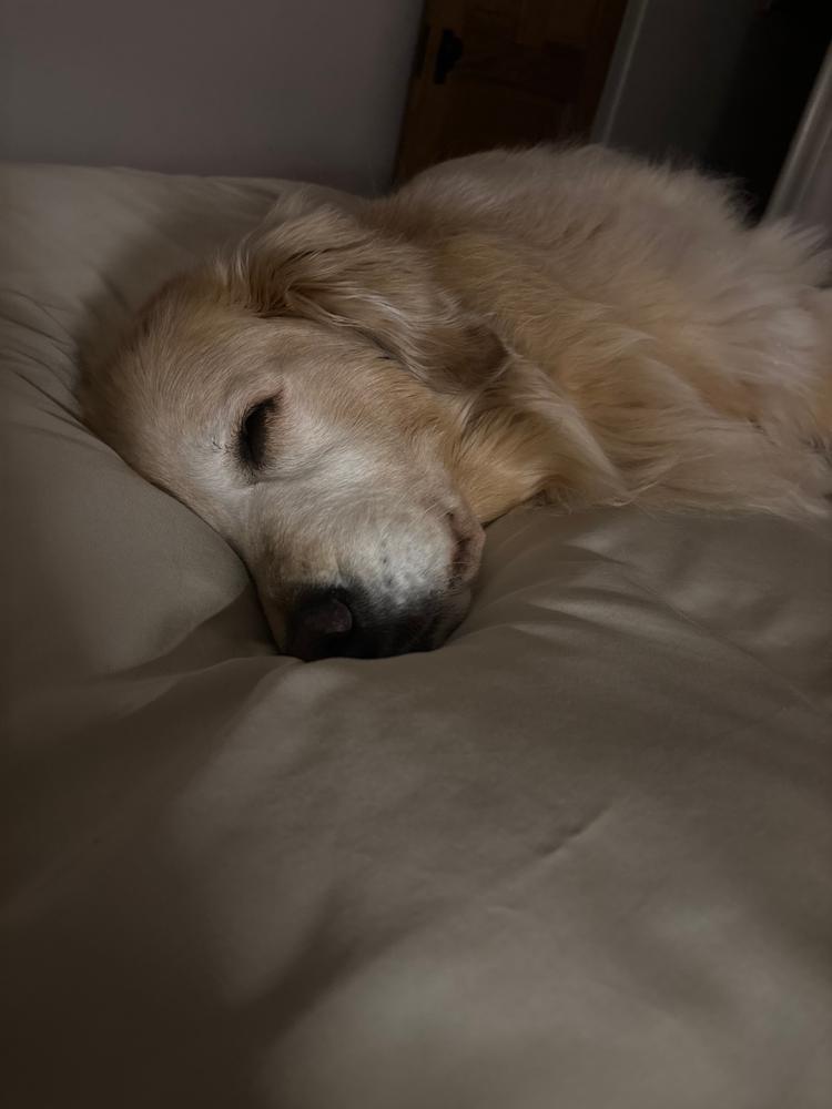 Bamboo Sheet Set - Customer Photo From Lisa