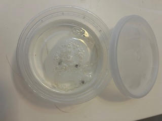 Invisalign™ Cleaning Crystals - Customer Photo From Judith Herr