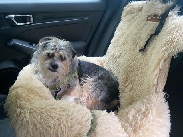 pelsbarn-car-dog-bed - Customer Photo From Suzette Green-Wright