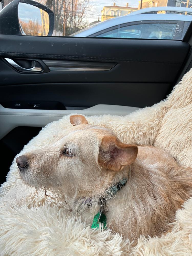 Pelsbarn™ Protecting Car Bed - Customer Photo From Andree Davis