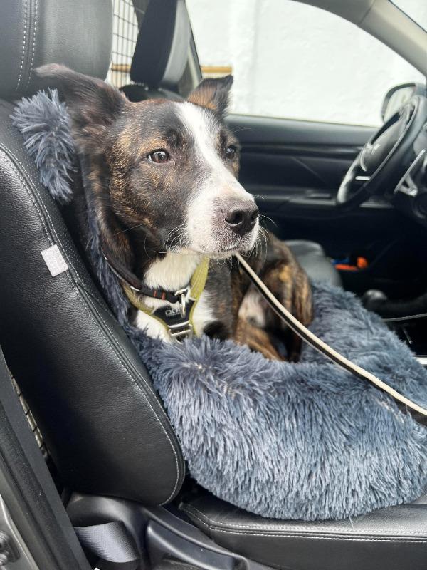 Pelsbarn Comfy Car Bed - Customer Photo From Ethan Mitchell