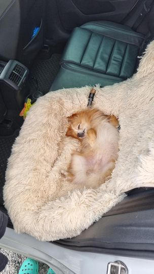 Pelsbarn Comfy Car Bed - Customer Photo From Noah Brown