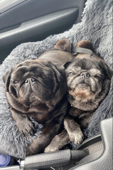 Pelsbarn Comfy Car Bed - Customer Photo From Liam J.