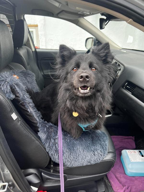 Pelsbarn Comfy Car Bed - Customer Photo From Olivia A.