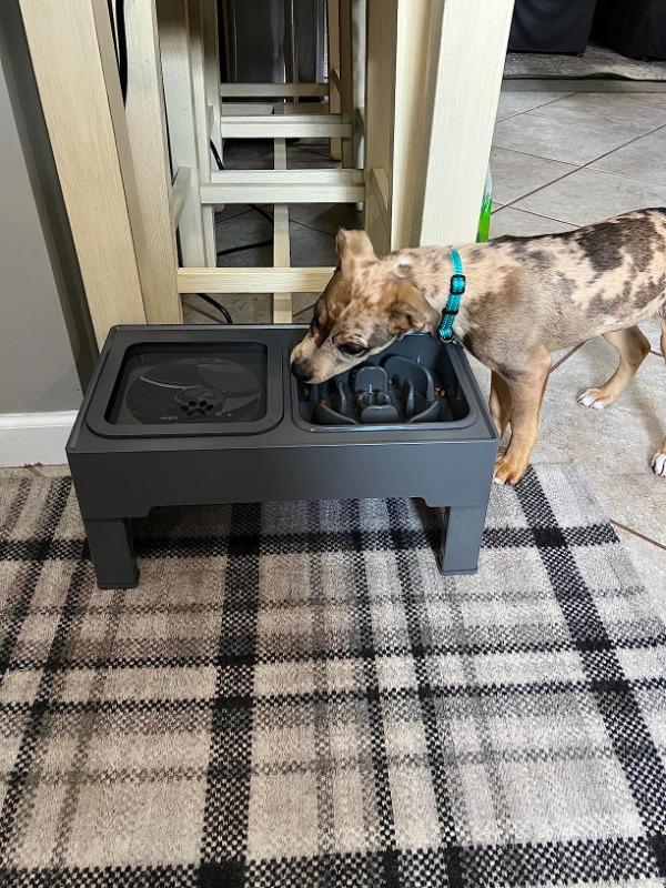 Elevated Slow Feeder with No Spill Dog Water Bowl Pelsbarn