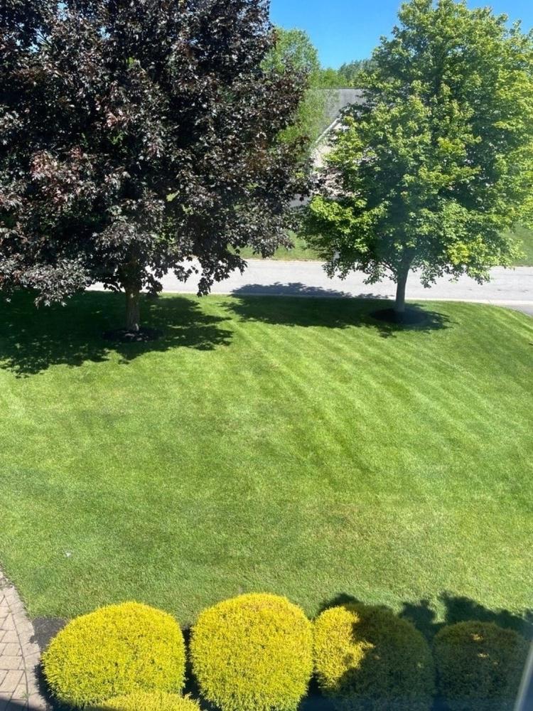 10-0-20 Emerald Lawn Fertilizer - Customer Photo From Anonymous