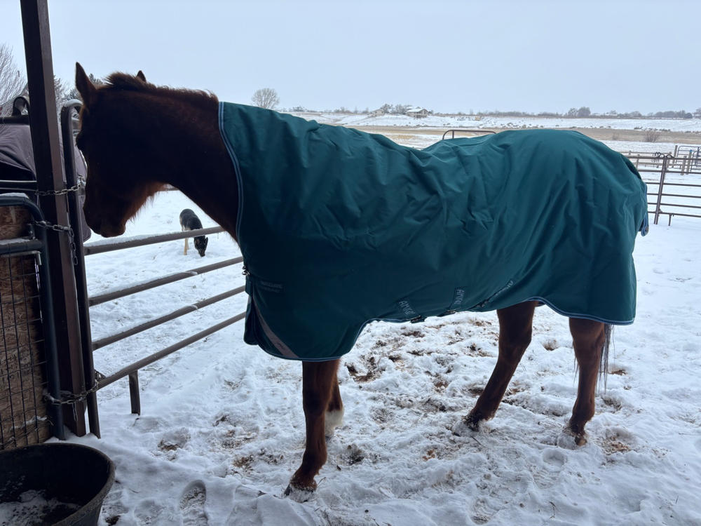 Amigo Bravo 12 Wug Turnout Blanket (250g Medium) - Customer Photo From Alexandra Ohlheiser