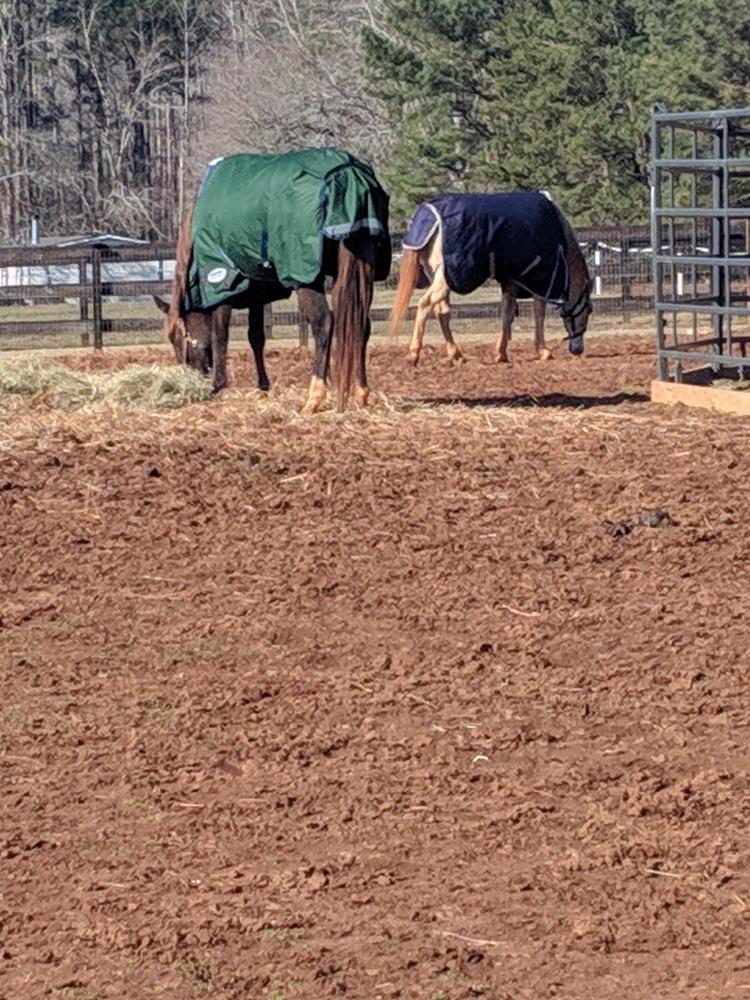 WeatherBeeta ComFiTec Plus Dynamic Detach-a-Neck Heavy Turnout Blanket - Customer Photo From Anonymous