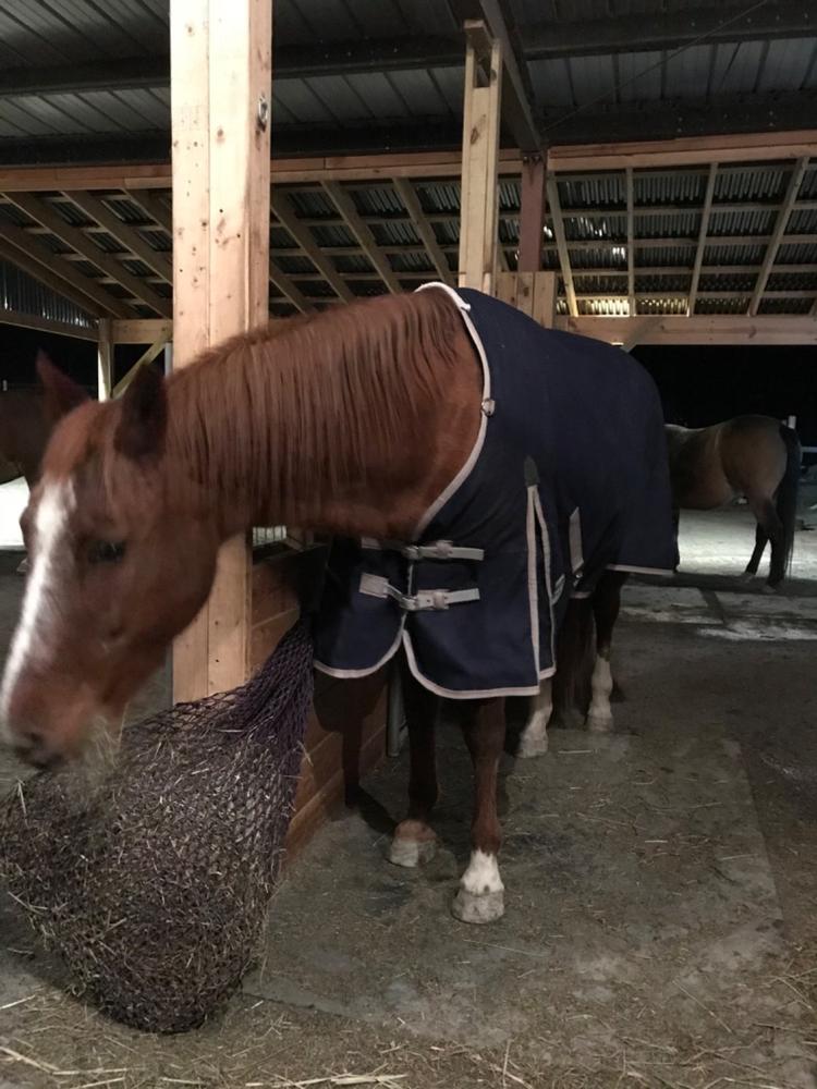 WeatherBeeta ComFiTec Plus Dynamic Medium-Lite 100g Turnout Blanket - Customer Photo From Carol Cutler