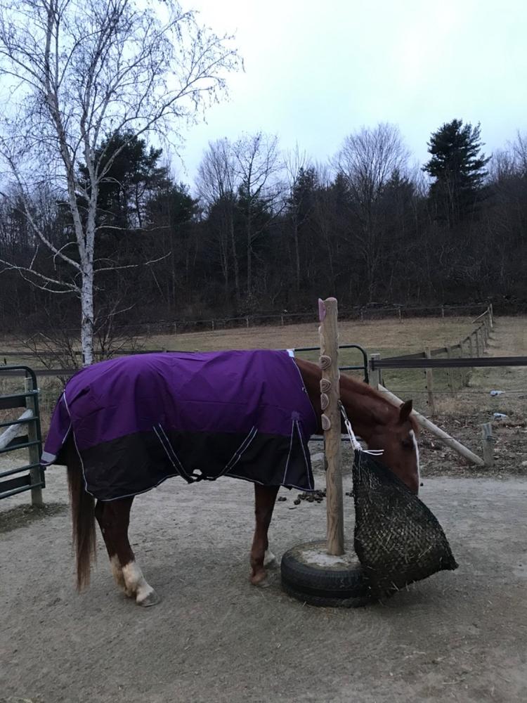 WeatherBeeta ComFiTec Plus Dynamic Medium-Lite 100g Turnout Blanket - Customer Photo From Carol Cutler