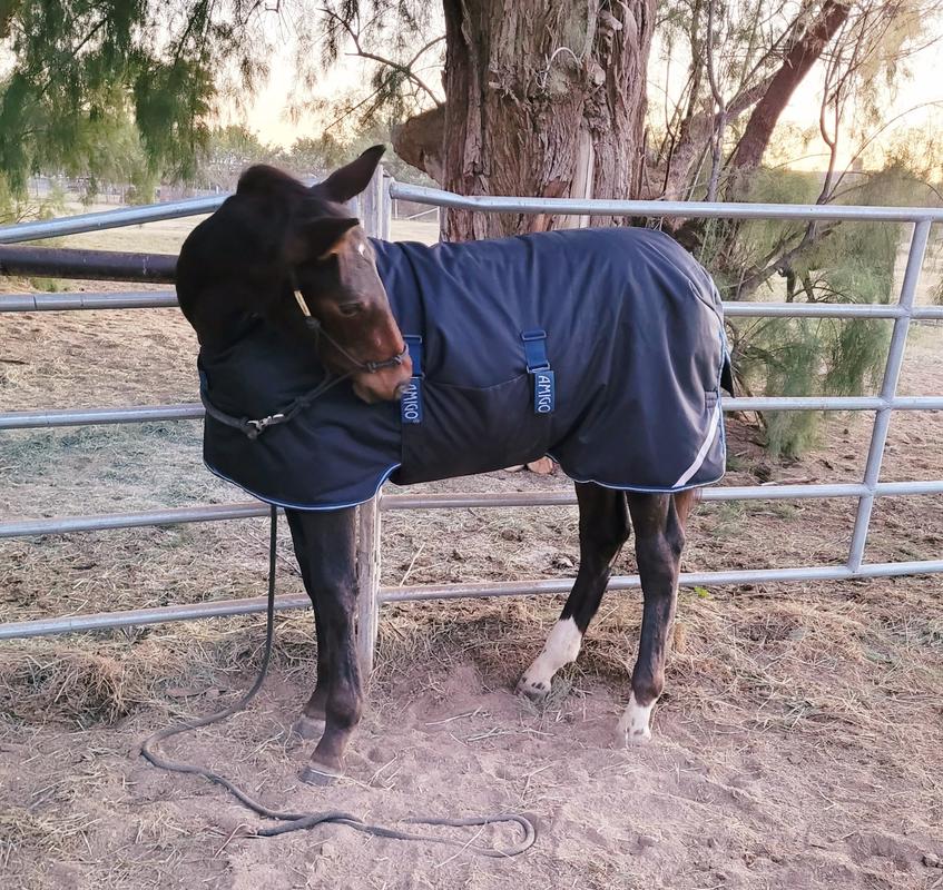 Amigo Foal Blanket Performance Horse Blankets