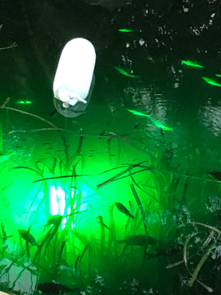 Green Blob 110V Bottom Bobber: LED Underwater Dock Fishing Light