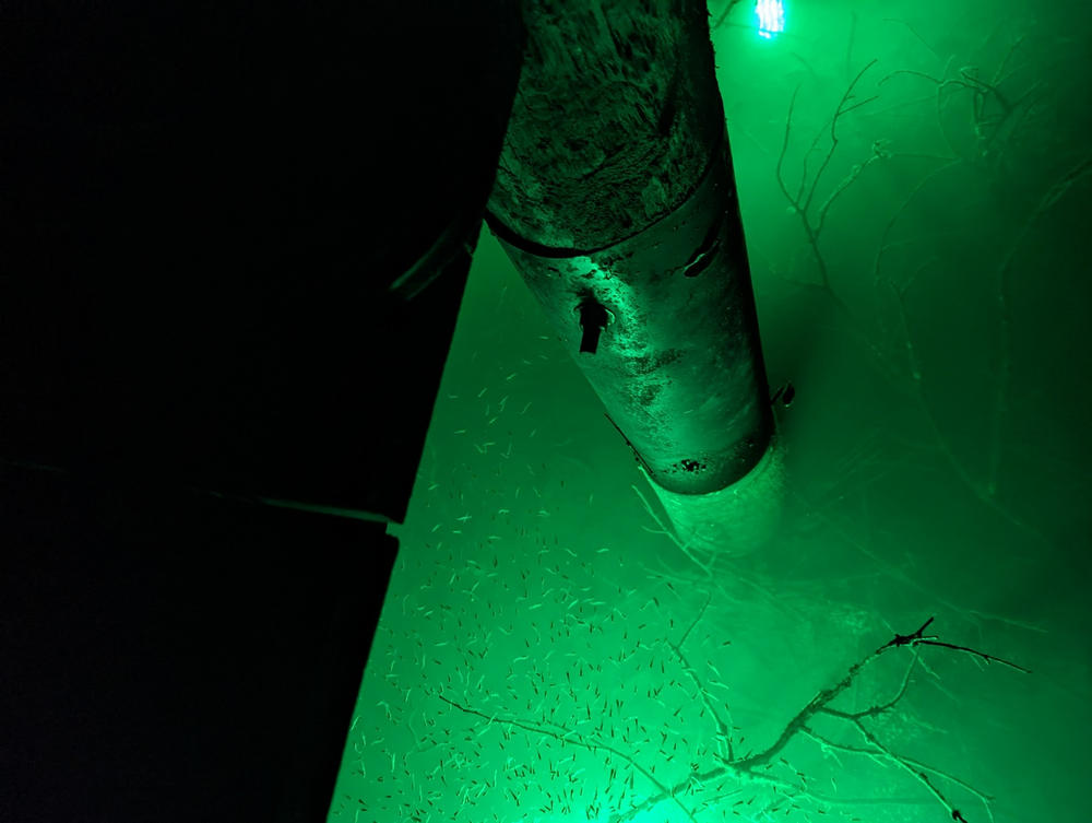 Green Blob Outdoors Underwater LED Fishing Light, 15000 Lumen, Made in Texas - Customer Photo From Alexander Wilbourne
