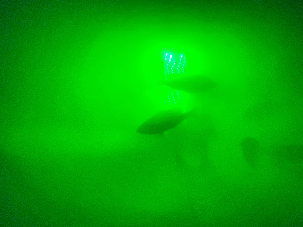Green Blob Outdoors Underwater LED Fishing Light, 15000 Lumen, Made in Texas - Customer Photo From Bridget Hilgenberg